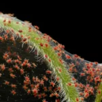 O inimigo invisível que ataca as tuas plantas: esta é a perigosa praga que se alimenta das folhas