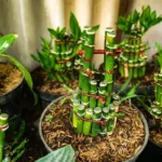 Bambu da Sorte: O Segredo Oculto no Número de Caules para Atrair Fortuna