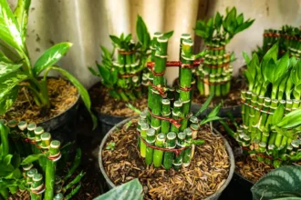 Bambu da Sorte: O Segredo Oculto no Número de Caules para Atrair Fortuna