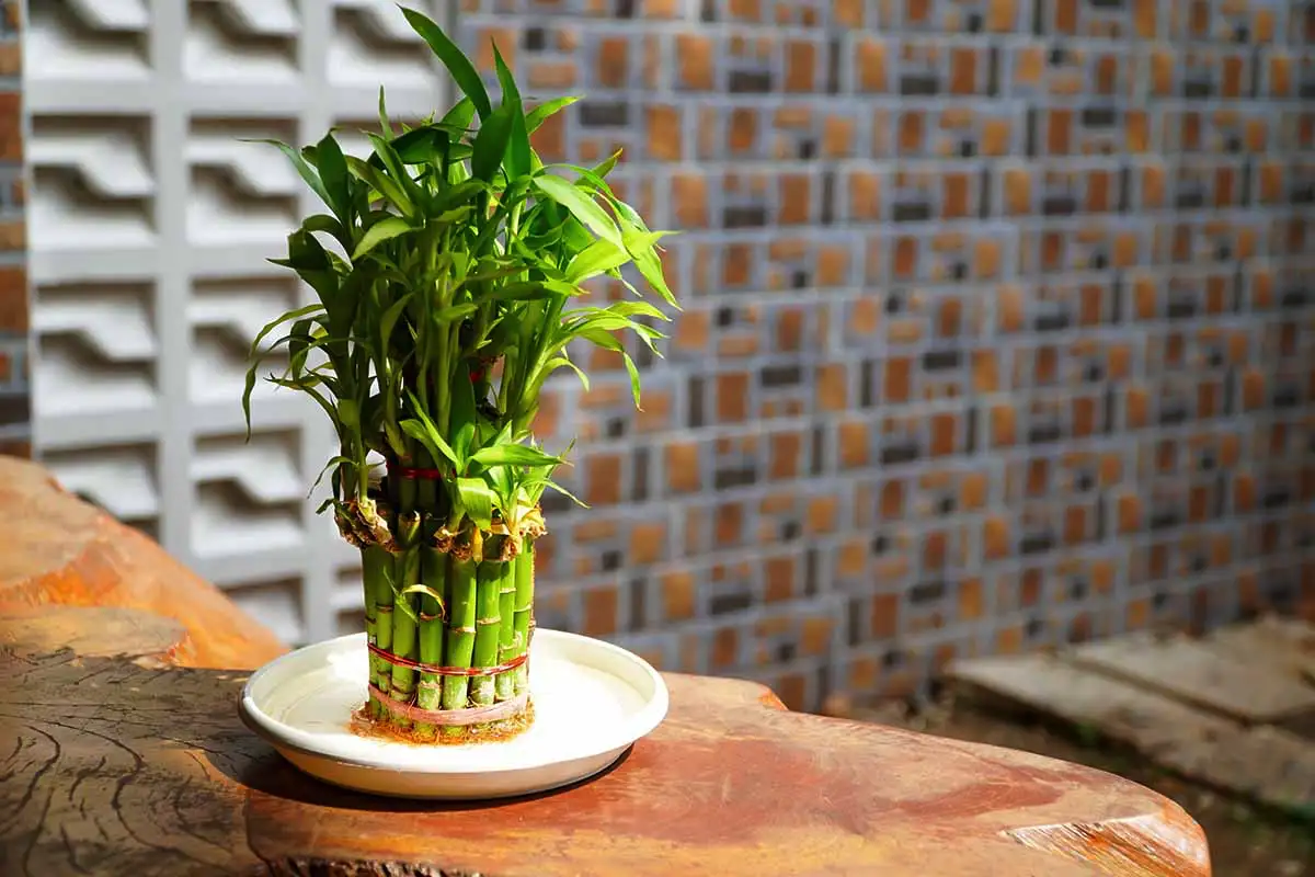 Bambu da Sorte: O Segredo Oculto no Número de Caules para Atrair Fortuna