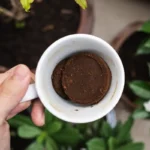 Borras de café como fertilizante: ajuda mesmo as plantas ou pode prejudicar?