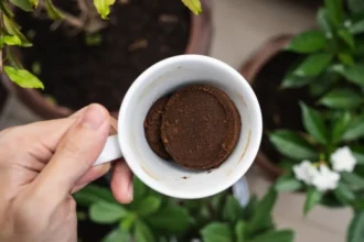 Borras de café como fertilizante: ajuda mesmo as plantas ou pode prejudicar?