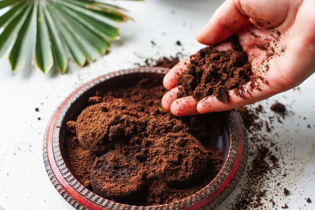 Borras de café como fertilizante: ajuda mesmo as plantas ou pode prejudicar?