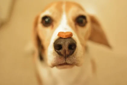 O que significa quando o teu cão pressiona o focinho em tudo e quando deves preocupar-te?