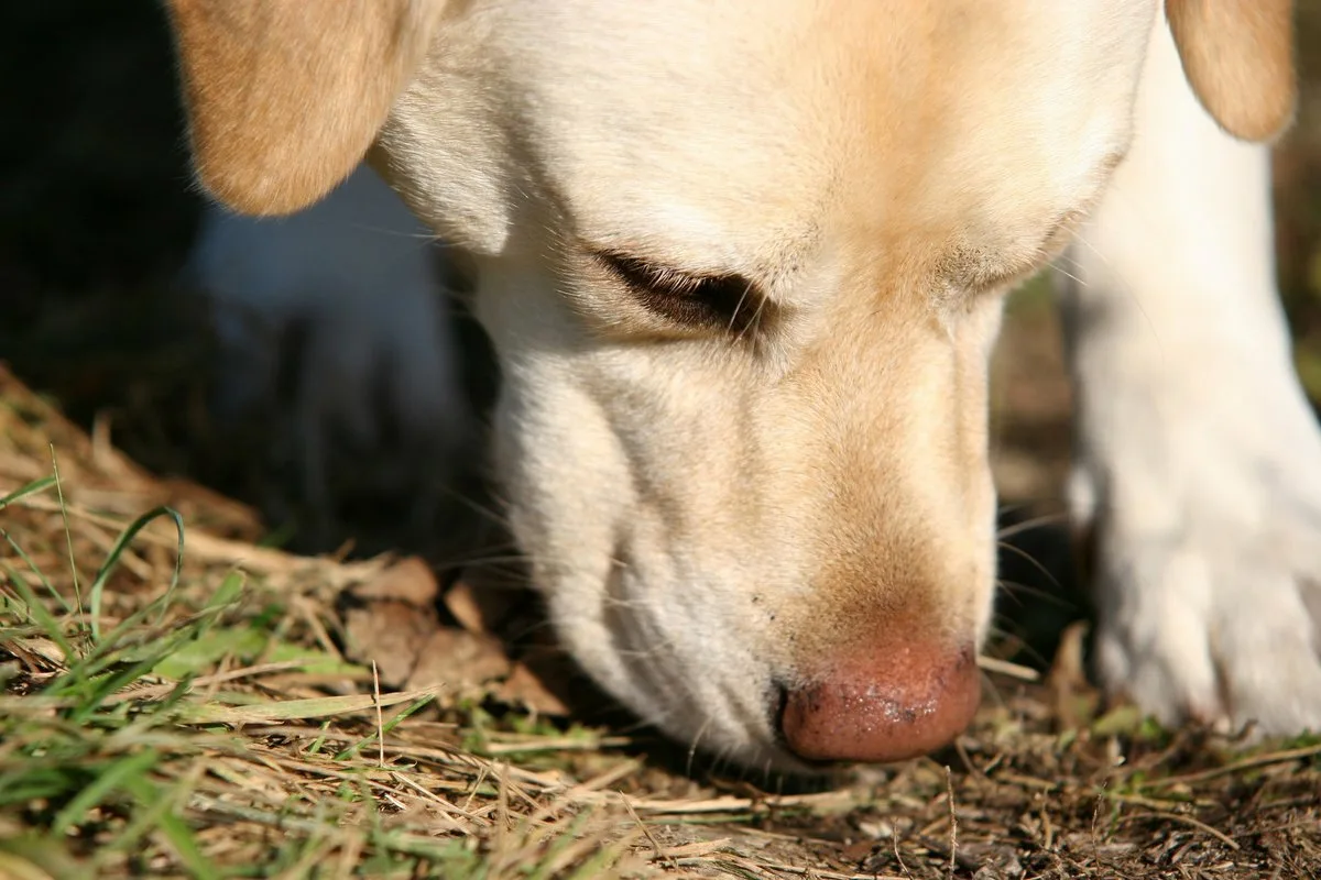 O que significa quando o teu cão pressiona o focinho em tudo e quando deves preocupar-te?