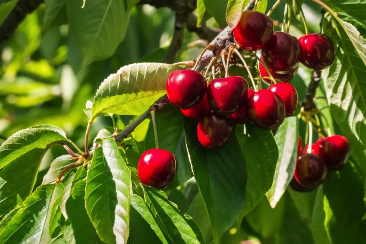 Como obter uma boa colheita de cerejas: o que as cerejeiras mais gostam