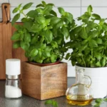 Como propagar ervas do supermercado em casa: economize dinheiro e tenha ervas frescas o ano inteiro