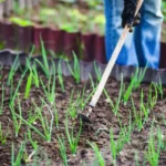 Tudo sobre o cultivo de cebola no seu quintal