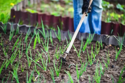 Tudo sobre o cultivo de cebola no seu quintal