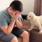 Os erros mais comuns que fazem o teu cão seguir-te para todo o lado