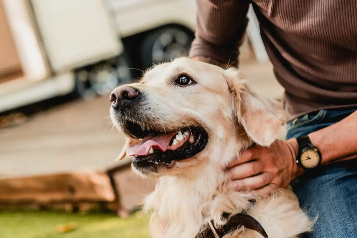 Os erros mais comuns que fazem o teu cão seguir-te para todo o lado
