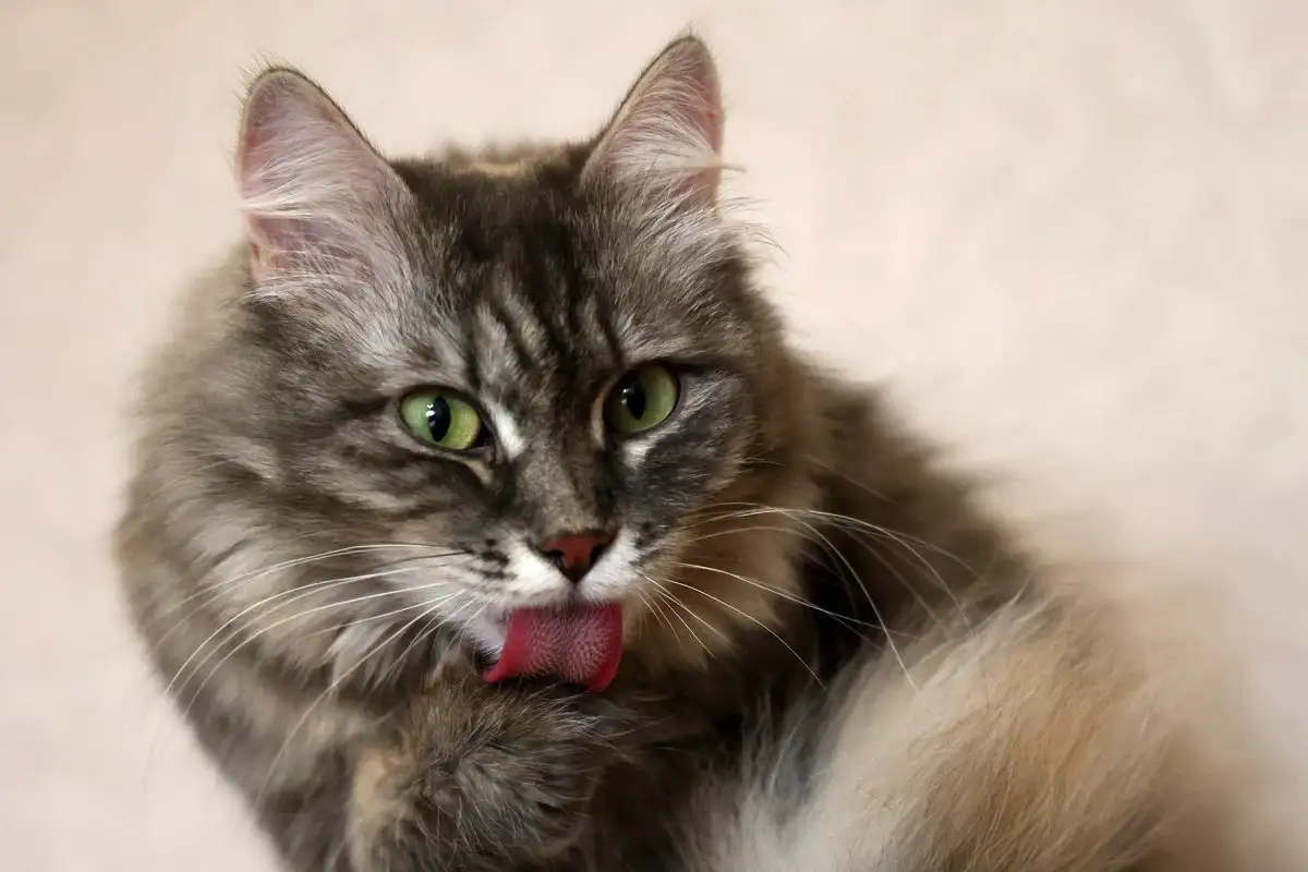 Gatos mais fiéis: 7 raças que nunca te deixam sozinho