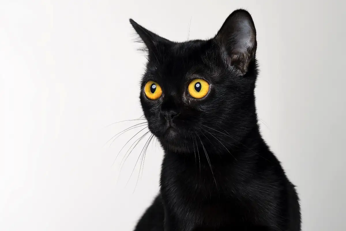 Gatos mais fiéis: 7 raças que nunca te deixam sozinho