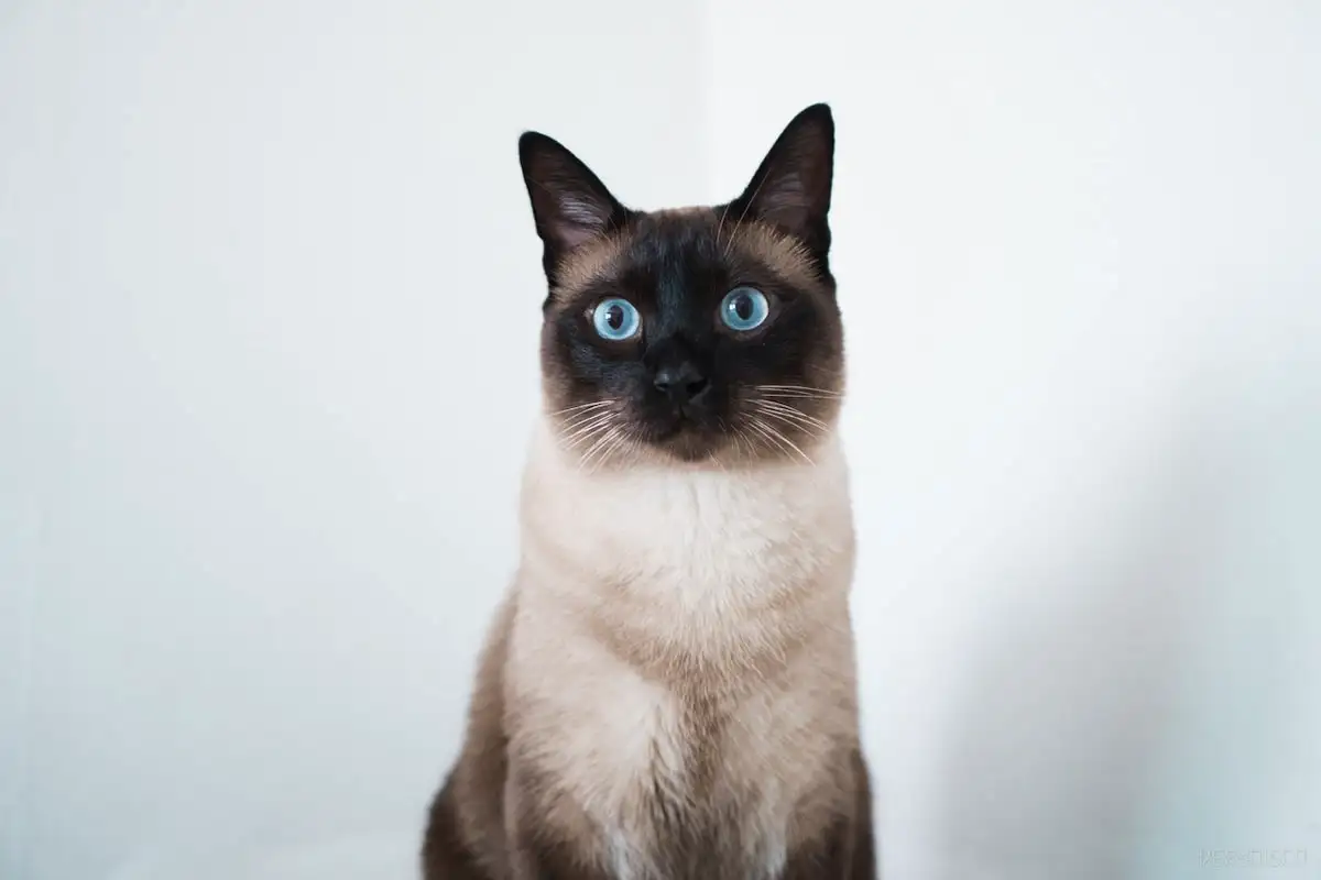 Gatos mais fiéis: 7 raças que nunca te deixam sozinho