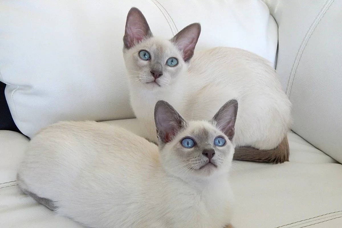 Gatos mais fiéis: 7 raças que nunca te deixam sozinho