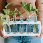 Como manter o potus em água para sempre sem que as raízes apodreçam