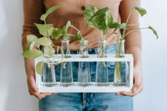 Como manter o potus em água para sempre sem que as raízes apodreçam