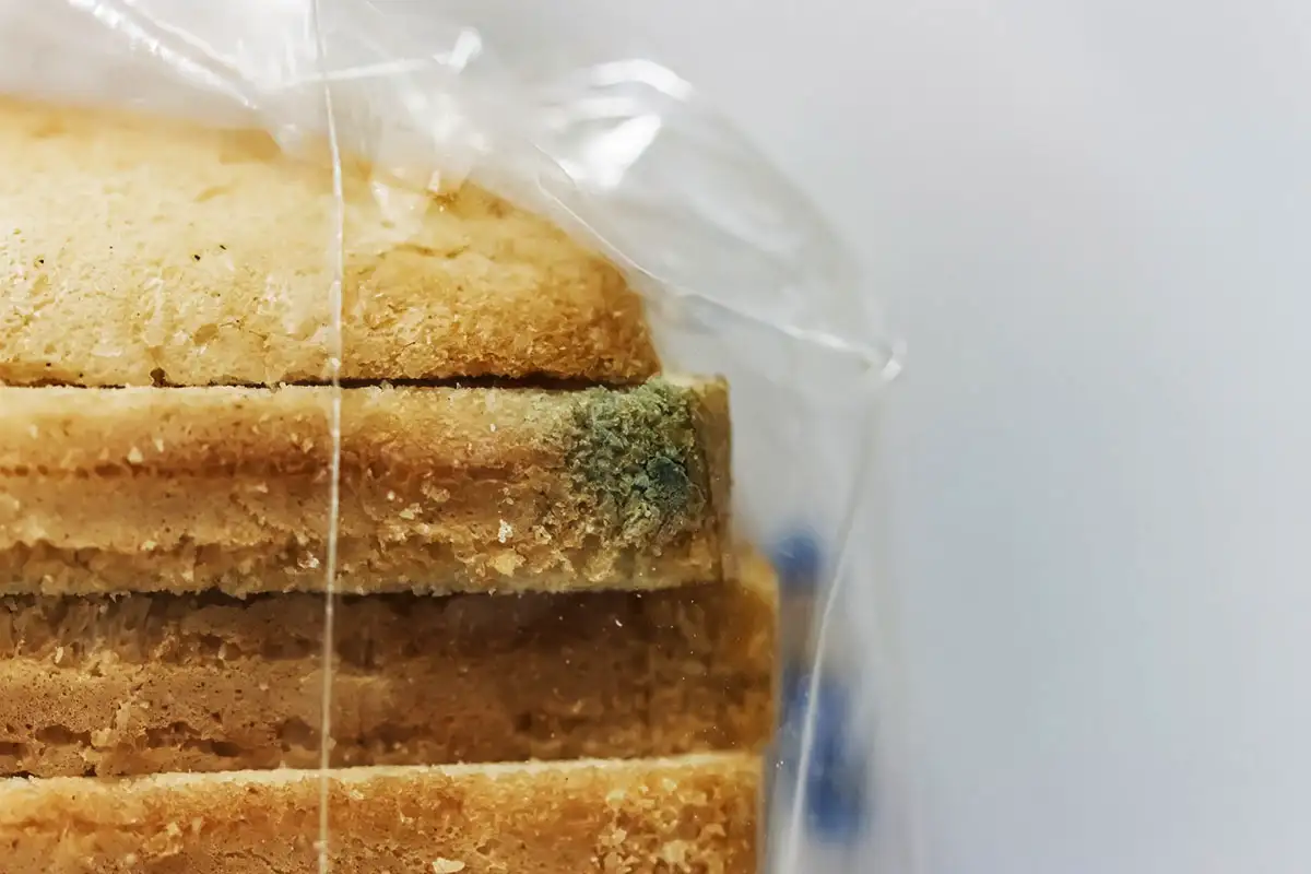 Pão com mofo: dá para salvar cortando a parte estragada? A resposta definitiva