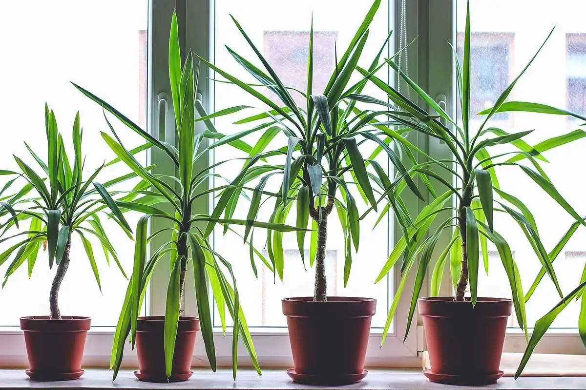 Planta de interior que elimina o odor a cigarro: a dracena que purifica o ar da tua casa em tempo recorde