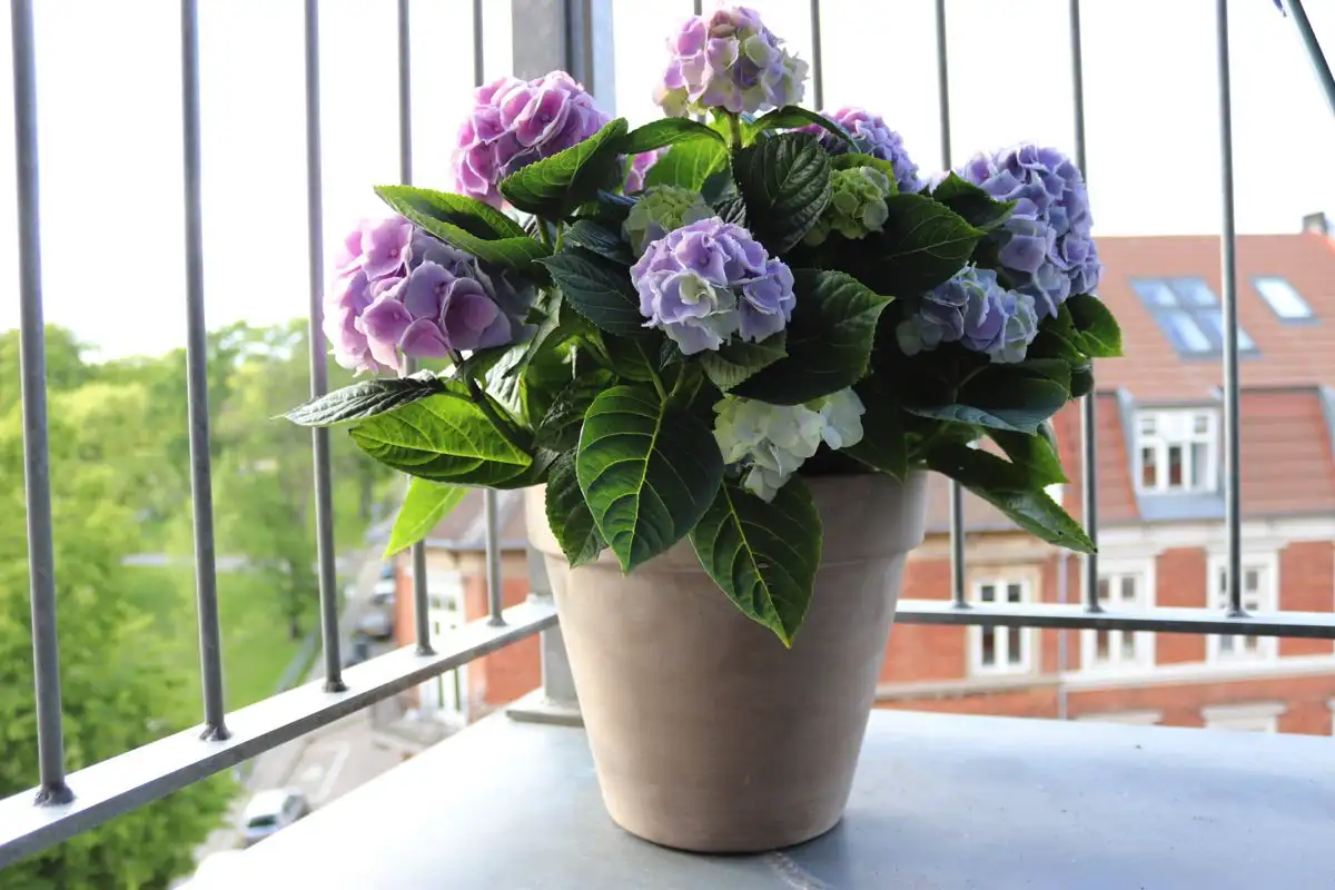 Feng Shui: a planta que nunca deves ter dentro de casa porque atrai azar e má sorte