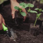 Quando plantar pepinos para colher aos baldes