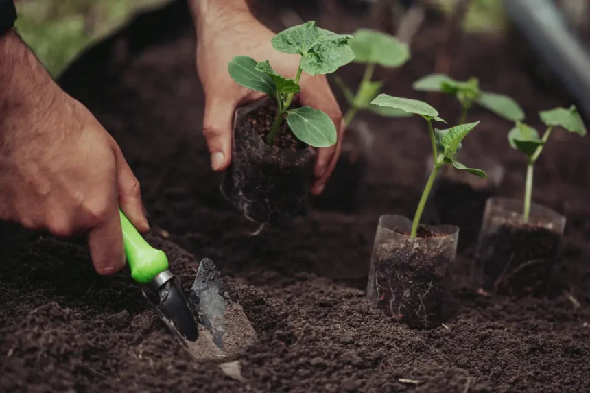 Quando plantar pepinos para colher aos baldes