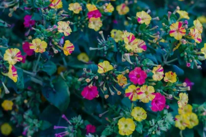 Plantas para Jardim Noturno: Flores que Perfumam e Iluminam as Noites