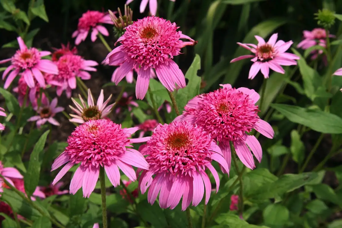 Plantas para Jardim Noturno: Flores que Perfumam e Iluminam as Noites