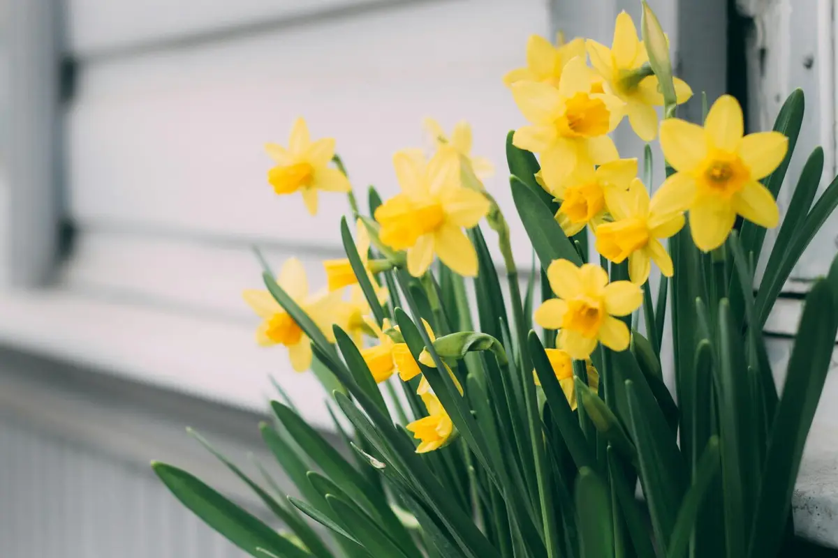 Plantas para terraços pequenos: Como transformar o seu balcão nesta primavera