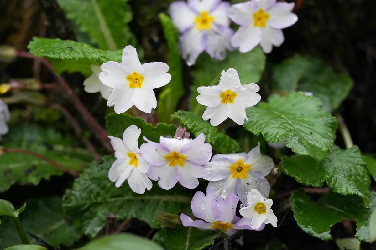 Plantas para terraços pequenos: Como transformar o seu balcão nesta primavera