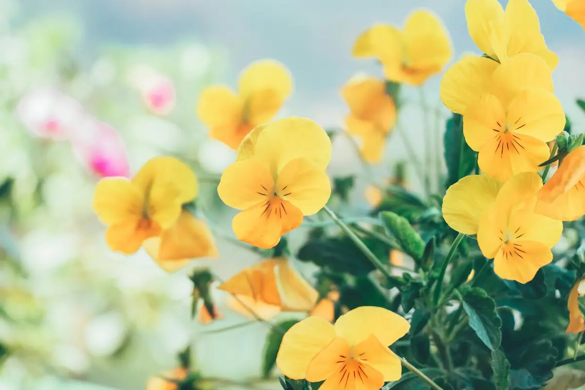 Plantas para terraços pequenos: Como transformar o seu balcão nesta primavera