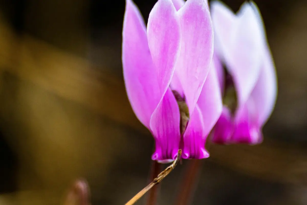 Plantas para terraços pequenos: Como transformar o seu balcão nesta primavera