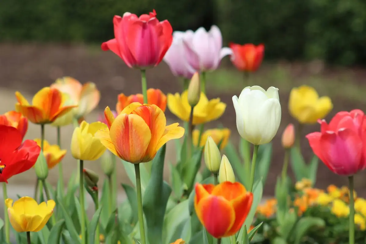 Plantas para terraços pequenos: Como transformar o seu balcão nesta primavera