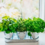 Plantas que atraem dinheiro na cozinha segundo o Feng Shui