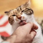 Por que é que o gato nos lambe: os veterinários explicam a verdadeira razão