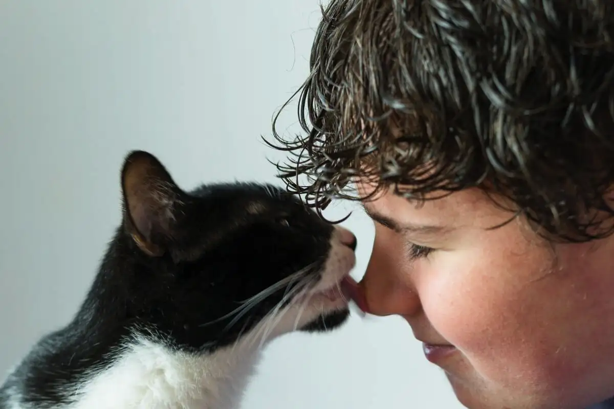 Por que é que o gato nos lambe: os veterinários explicam a verdadeira razão