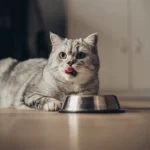 Qual sabor as gatas não conseguem sentir: a resposta vai surpreendê-lo