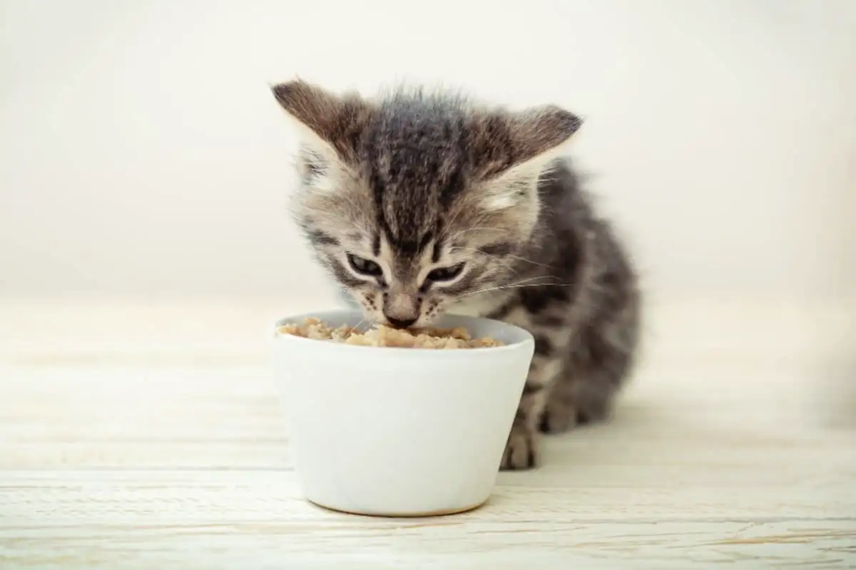 Qual sabor as gatas não conseguem sentir: a resposta vai surpreendê-lo