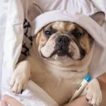 Resfriado em cães: como reconhecer os sintomas e ajudar o seu animal