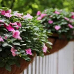 Quando semear a balsamina na sementeira e como ter floração abundante desde o início do verão