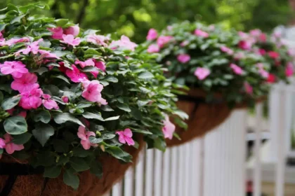 Quando semear a balsamina na sementeira e como ter floração abundante desde o início do verão