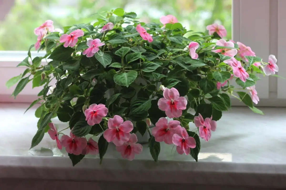 Quando semear a balsamina na sementeira e como ter floração abundante desde o início do verão