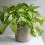 Guia para aprender a distinguir as variedades de potus e escolher a melhor para a tua casa