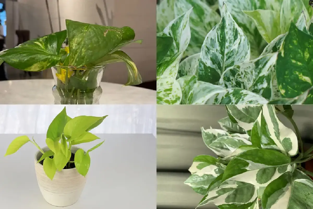 Guia para aprender a distinguir as variedades de potus e escolher a melhor para a tua casa