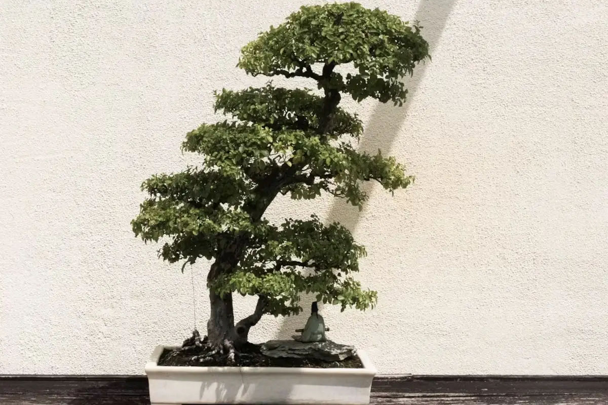 Onde colocar um bonsái segundo o Feng Shui para atrair equilíbrio e abundância ao teu lar