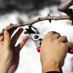 Calendário lunar: como podar uma árvore frutífera em abril para ter uma colheita próspera na primavera