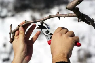 Calendário lunar: como podar uma árvore frutífera em abril para ter uma colheita próspera na primavera