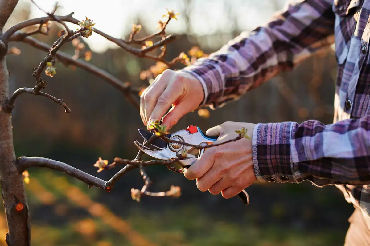 Calendário lunar: como podar uma árvore frutífera em abril para ter uma colheita próspera na primavera
