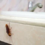 Como manter as baratas longe de casa: truques e conselhos que realmente funcionam