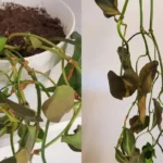 Como reviver um potus moribundo: conselhos simples para salvar a tua planta